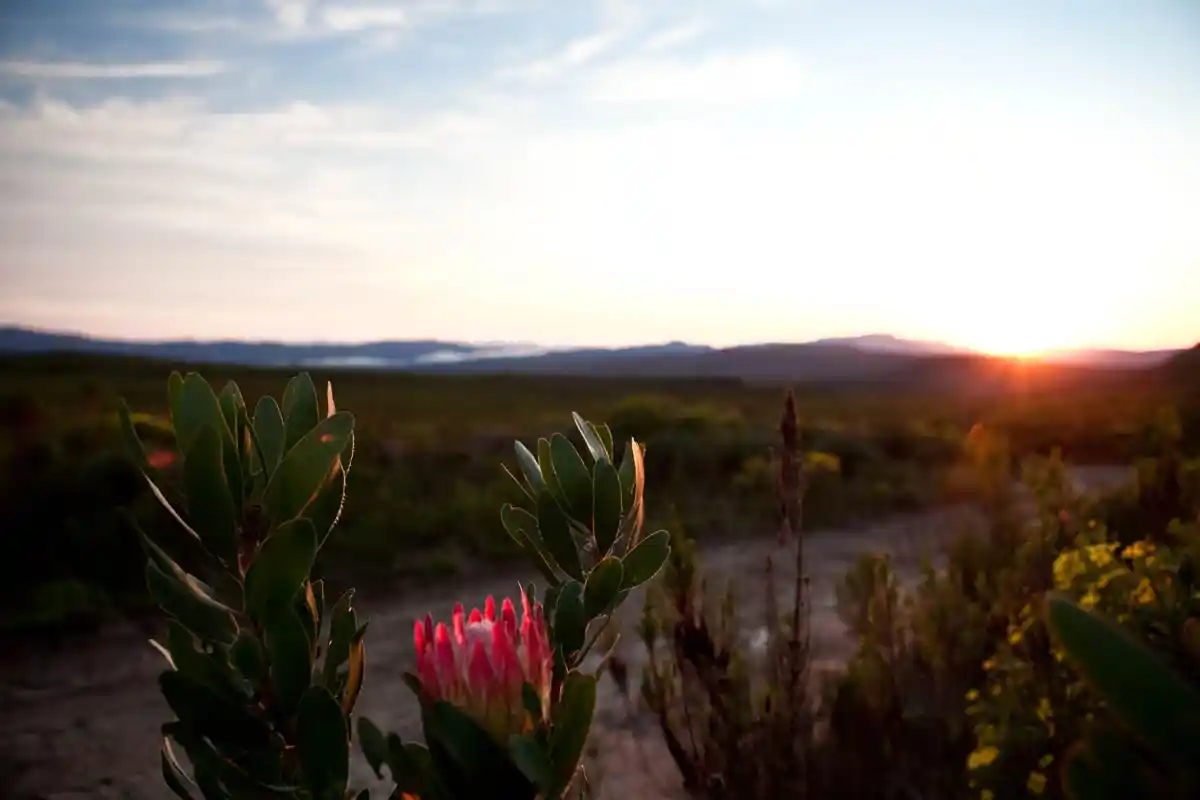 The Fynbos Trail mountain hike